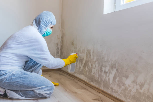 Licensed Mold Remediation service in Moyock, NC - WQB Mold Removal